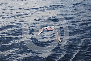 A seagull flying on the Aegean Sea