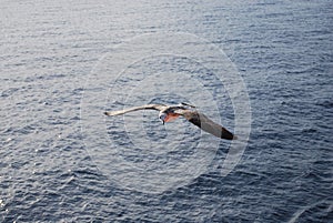 A seagull flying on the Aegean Sea