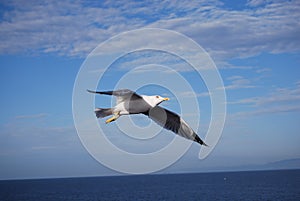 A seagull flying on the Aegean Sea
