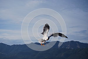 A seagull flying on the Aegean Sea