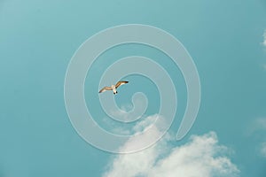 Seagull are flying against the background of blue sky and white clouds. Seagull soars.