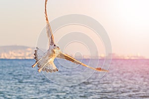 Seagull is flying against the background of the sea and the city at sunset