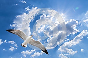 Seagull flying against blue cloudy sky with brilliant sun