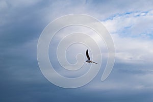 Seagull flying against blue dramatic cloudy sky