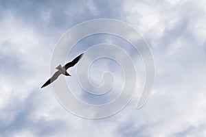 Seagull flying against blue dramatic cloudy sky