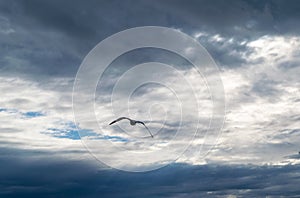 Seagull flying against blue dramatic cloudy sky