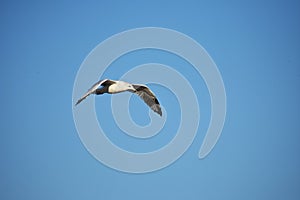 Seagull flying against blue sky