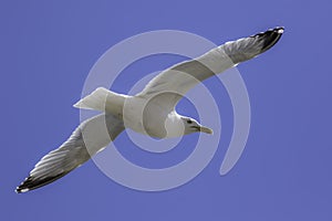 Seagull flying against blue sky