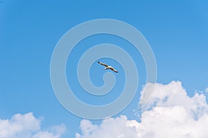 Seagull flying against blue sky with copyspace