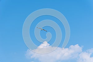 Seagull flying against blue sky with copyspace