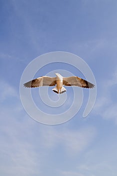 Seagull flying against blue sky