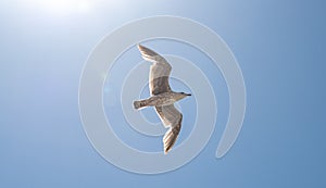 Seagull flying against blue sky with sun and lens flare