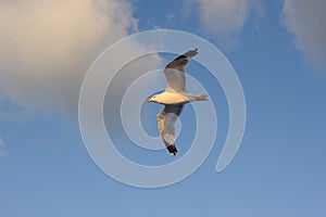 Seagull flying against blue sky and white clouds in summer