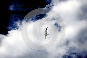 Seagull flying against a cloudy sky background