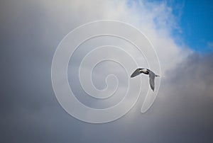 seagull flying through the air under a blue sky with clouds.