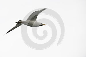 Yellow-legged Gull juvenile flying alone, sharp, clear, against clouds white sky