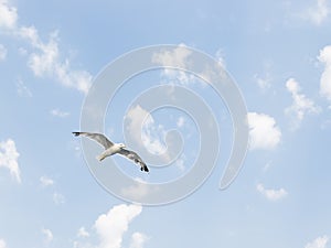 The seagull is flying along the blue sky