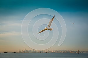 A seagull flying amidst the San Francisco landscape