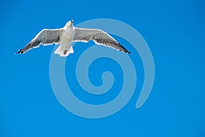 Seagull flying around in Marbella