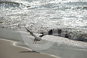 Seagull flying on beach