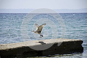 Seagull flying
