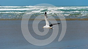 A seagull flying on a beach in sunlight