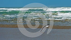 A seagull flying on a beach in sunlight