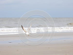 A seagull flying on a beach