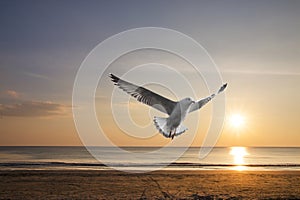 Seagull flying with beautiful sea of summer background and sunset in the evening time