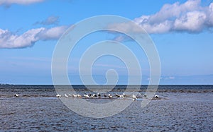 Seagull flying on beautiful water of the Shediac