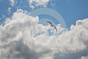 Seagull flying in blue cloudy sky