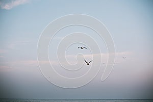 Seagull flying in blue evening sky at sea coast. Sea bird in sunset sky at seashore. Peaceful moment