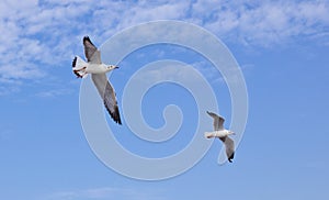 Seagull flying on the blue sky