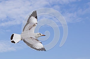 Seagull flying on the blue sky