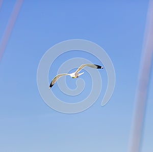 Seagull flying on a blue sky