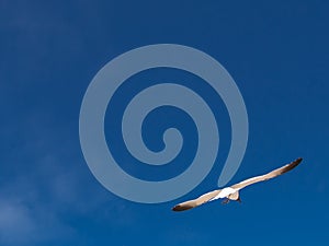 Seagull flying and blue sky