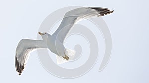 Seagull flying