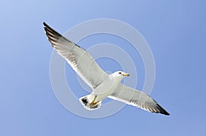 Seagull flying with blue sky background