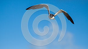 Seagull flying with a blue sky background