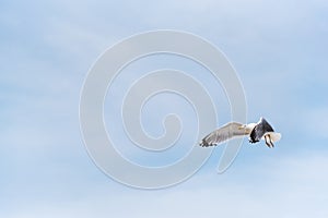 A seagull flying, a blue sky in the background