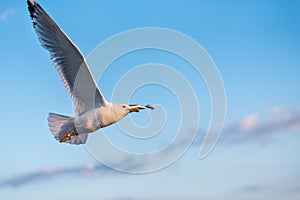 A seagull flying, a blue sky in the background