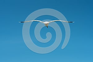 A seagull flying, a blue sky in the background