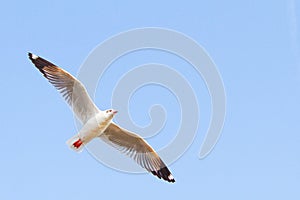 Seagull flying on blue sky background