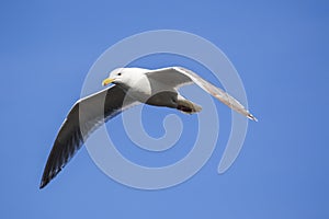 The seagull flying on blue sky background.