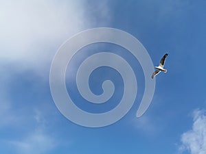 Seagull flying in the blue sky photo