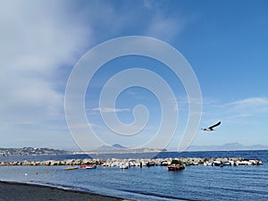 Seagull flying in the blue sky in Naples photo