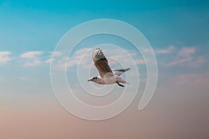 Seagull flying in the blue sky over the sea