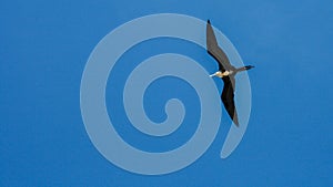 Seagull Flying on a blue Sky photo