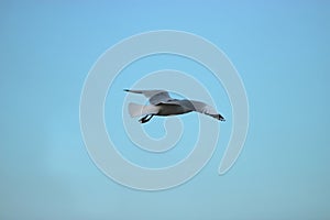 Seagull flying in the blue sky Science name is Charadriiformes Laridae . Selective focus and shallow depth of field.