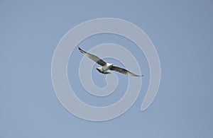 Seagull flying on the blue Sky